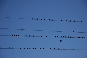 wire_birds_migration_partition.jpg