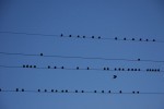 wire_birds_migration_partition.jpg