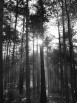trees_forest_nature_sun_rays_sun_sunlight_845635.jpg_d.jpg